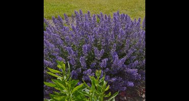 50 x Nepeta faassenii 'Junior Walker' - Kattenkruid - Vaste Plant - Winterharde Tuinplant - Nepeta faassenii 'Junior Walker' in 9x9cm pot met hoogte 5-10cm