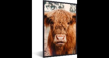 PosterMonkey - Fotolijst - Schotse hooglander - Dieren - Koe - Poster - Poster met kader - Foto in lijst - 40x60 cm - Poster dieren - Poster Schotse hooglander - Wanddecoratie - Posterlijst