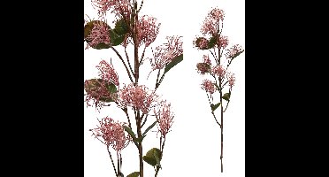 PTMD  garden bloem roze cotinus coggygria tak