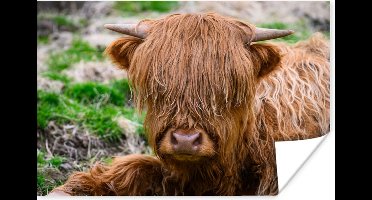 Poster Schotse Hooglander - Hooi - Gras - 30x20 cm