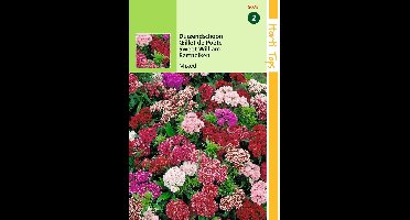 2 stuks - Hortitops - Dianthus Barb. Nanus Compactus Dubbel Gemengd