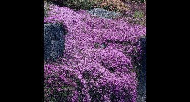 25 x Kruiptijm of Kruipend Tijm Roze|Paars - Bodembedekker Wintergroen - Thymus praecox 'Coccineus' in 9x9cm pot met hoogte 5-10cm