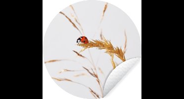 WallCircle - Muurstickers - Behangcirkel - Lieveheersbeestje op gras - 30x30 cm - Muurcirkel - Zelfklevend - Ronde Behangsticker