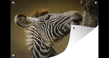 Muurdecoratie Jonge zebra - 180x120 cm - Tuinposter - Tuindoek