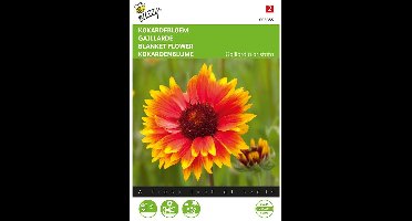 Gaillardia aristata
