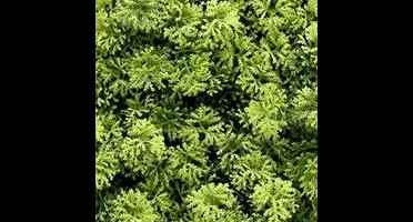 Buitengewoon de boet - Kunstplanten mat 50x50 cm houttuynia cordata