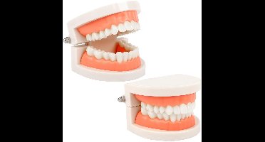 TRANKIELO® – Anatomisch Tanden Demonstratiemodel – Tandheelkundig Educatief Hulpmiddel – Set van 2 – Realistisch en Gedetailleerd – Kunststof en Siliconen