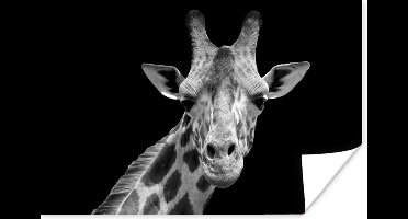 Poster Giraffe - Wilde dieren - Zwart - Wit - Portret - 30x20 cm