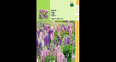 2 stuks - Hortitops - Lupinus Polyphyllus Russell S Hybr. Gemengd