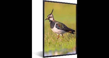 PosterMonkey - Poster - Fotolijst - Vogel - Natuur - Gras - Dieren - 20x30 cm - Posterlijst - Kader - Poster vogels - Frame poster - Poster met lijst - Poster natuur