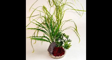 Sydeco lelie gras rock 45CM