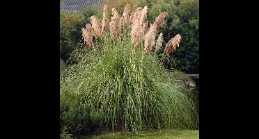 50 x Pampasgras Roze - Hoog Siergras - Cortaderia selloana Rosea in 9x9cm pot met hoogte 5-10cm