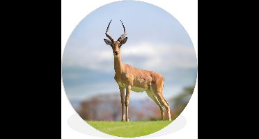 WallCircle - Wandcirkel ⌀ 150 - Gazelle - Groen - Gras - Ronde schilderijen woonkamer - Wandbord rond - Muurdecoratie cirkel - Kamer decoratie binnen - Wanddecoratie muurcirkel - Woonaccessoires