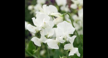 Geurerwt zaden - Spencer White Ensign