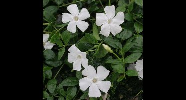 6 x Maagdenpalm Wit - Bodembedekkers Planten - Winterharde Tuinplanten - Vaste Planten - Vinca minor 'Gertrude Jekyll' in 9x9cm pot met hoogte 5-10cm