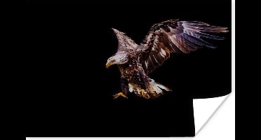 Poster Adelaar - Arend - Nacht - Vogels - 30x20 cm