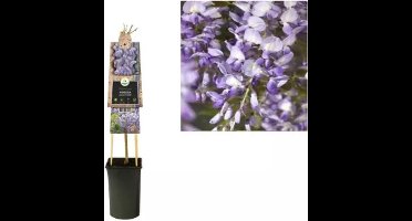 KLIMPLANT WISTERIA SINENSIS PROLIFIC - BLAUWEREGEN