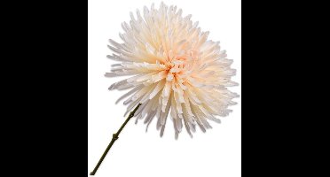 Chrysant tak creme 60 cm