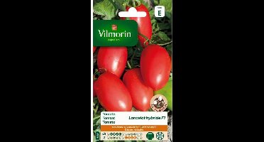 Tomaat Lancelot HF1
