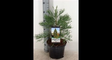 Sequoiadendron giganteum / Mammoetboom - Totale hoogte 60+cm incl. ø 23cm pot