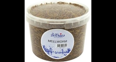 De Vries Meelworm Black Soldier Fly