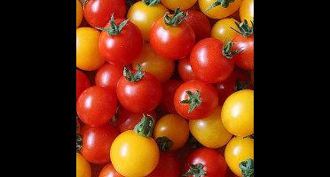 Tomaten zaden - Pottomaat Windowbox gemengd