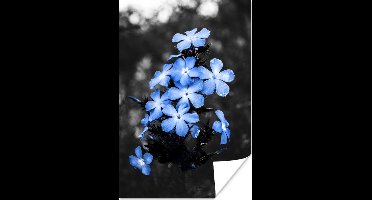 Poster Bloemen - Zwart - Wit - Blauw - 20x30 cm