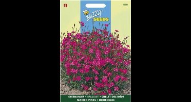 Steenanjer Brilliant (Dianthus deltoides)