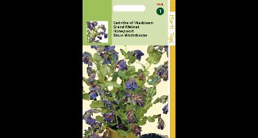 Hortitops Zaden - Cerinthe Major atropurpuranscens