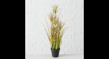 Plant in pot - Glanshaver - 60cm - Groen - Kunststof
