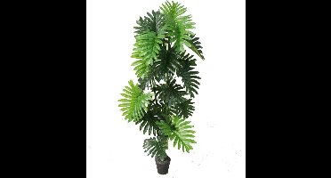 Philo xanadu - 120 cm