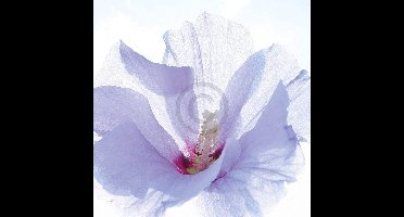 Kunstdruk Ingrid Ulmer - Ballerina 50x50cm