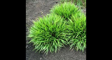 6 x Veldbies Groen - Wintergroen Siergras - Luzula pilosa Igel in 9x9cm pot met hoogte 5-10cm
