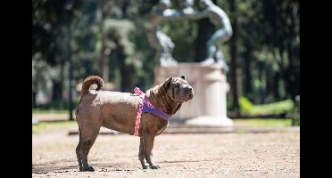 Morso - Norwegian Hondentuig Gerecycled Sweet Tweet Roze