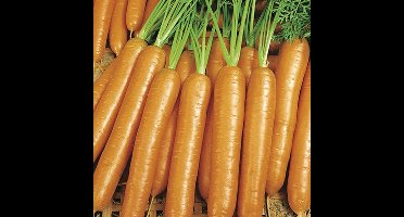 BIO Wortel zaden - Winterwortel Berlikumer 2