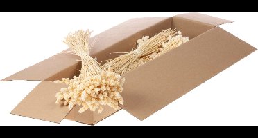 Droogbloemen Gebleekt Wit Phalaris (1 bundel)