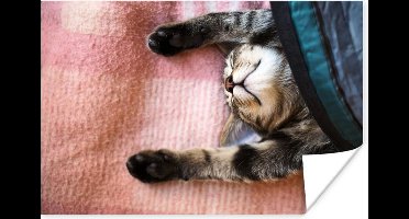 Poster Slapende kat op een kleed - 30x20 cm