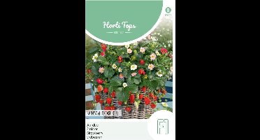 Hortitops - Aardbei Rainbow Treasure F1 (Fragaria)