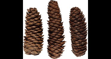 Creotime Dennenappels 4 Cm 14 Stuks Bruin