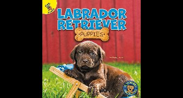 Top Puppies - Labrador Retriever Puppies