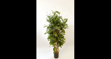 Oosterik home - Dracaena surculosa 120 cm kunstplant Oosterik Home