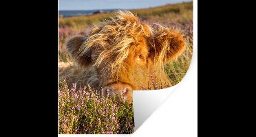 Muurstickers - Sticker Folie - Schotse Hooglander - Heide - Gras - Dieren - 30x30 cm - Plakfolie - Muurstickers Kinderkamer - Zelfklevend Behang - Zelfklevend behangpapier - Stickerfolie