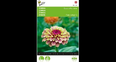 Zinnia Queeny Red Lime (Zinnia elegans)