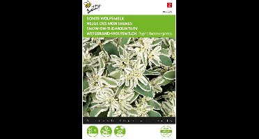 Bonte Wolfsmelk (Euphorbia marginata)