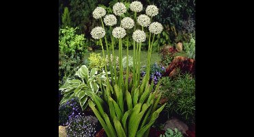 25 x Allium 'Mount Everest' - Sierui In 9x9 pot met hoogte 0-10 cm