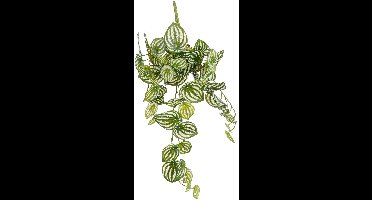 Mica Decorations kunst hangplant peperomia 65cm groen