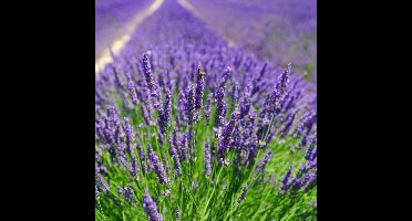 4 x Lavendel Planten Essence Purple Paars XL - Vaste Planten - Tuinplanten Winterhard - Lavandula angustifolia Essence Purple in C2(liter) pot met hoogte 20-30cm