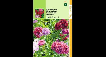2 stuks Hortitops Dianthus barbatus dubbelbloemig gemengd