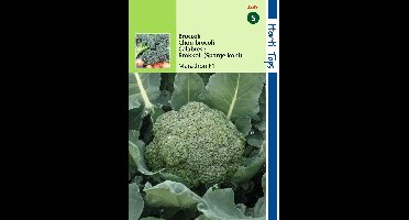 2 stuks - Hortitops - Broccoli Marathon V H Premium Crop F1