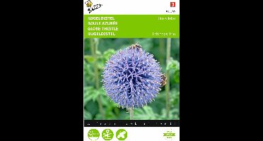 2 stuks Echinops, Kogeldistel Blue Globe